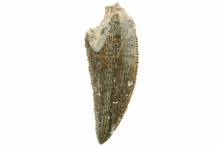 Serrated, .81" Raptor Tooth - Real Dinosaur Tooth